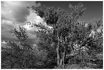 Desert Ironwood trees. Ironwood Forest National Monument, Arizona, USA ( black and white)