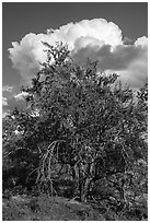Ironwood tree and clouds. Ironwood Forest National Monument, Arizona, USA ( black and white)