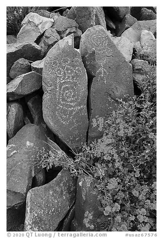 Close-up of Hohokam petroglyphs and brittlebush. Ironwood Forest National Monument, Arizona, USA (black and white)