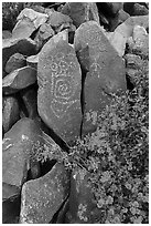 Close-up of Hohokam petroglyphs and brittlebush. Ironwood Forest National Monument, Arizona, USA ( black and white)