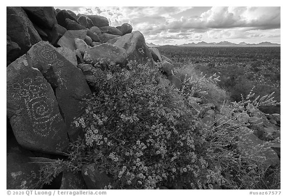 Petroglyphs and brittlebush, Cocoraque Butte. Ironwood Forest National Monument, Arizona, USA