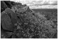 Petroglyphs and brittlebush, Cocoraque Butte. Ironwood Forest National Monument, Arizona, USA ( black and white)