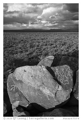 Boulders with petroglyphs overlooking plain with Saguaro cactus. Ironwood Forest National Monument, Arizona, USA