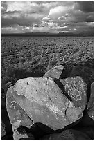 Boulders with petroglyphs overlooking plain with Saguaro cactus. Ironwood Forest National Monument, Arizona, USA ( black and white)