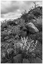 Springtime wildflowers among volcanic boulders, Cocoraque Butte. Ironwood Forest National Monument, Arizona, USA ( black and white)