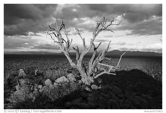 Tree skeleton above bajada with Saguaro, Cocoraque Butte. Ironwood Forest National Monument, Arizona, USA (black and white)