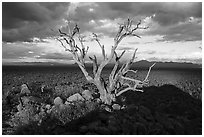 Tree skeleton above bajada with Saguaro, Cocoraque Butte. Ironwood Forest National Monument, Arizona, USA ( black and white)