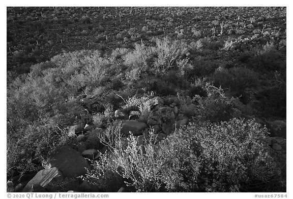 Brittlebush overlooking Palo Verde and bajada with cactus. Ironwood Forest National Monument, Arizona, USA (black and white)