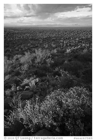 Brittlebush above vast plain. Ironwood Forest National Monument, Arizona, USA (black and white)