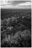 Brittlebush above vast plain. Ironwood Forest National Monument, Arizona, USA ( black and white)