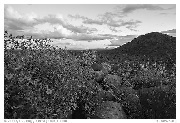 Brittlebush and Cocoraque Butte, twilight. Ironwood Forest National Monument, Arizona, USA