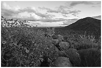 Brittlebush and Cocoraque Butte, twilight. Ironwood Forest National Monument, Arizona, USA ( black and white)