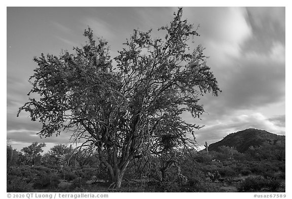 Ironwood tree and Cocoraque Butte at dusk. Ironwood Forest National Monument, Arizona, USA