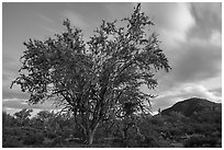Ironwood tree and Cocoraque Butte at dusk. Ironwood Forest National Monument, Arizona, USA ( black and white)