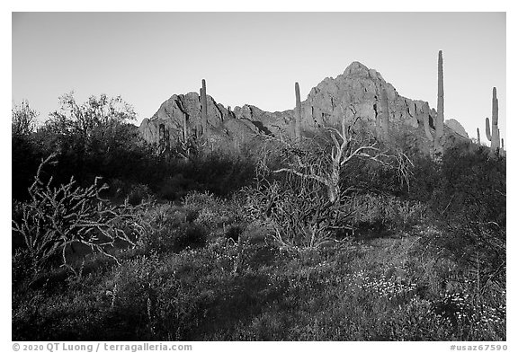 Desert vegetation, Wolcott Peak and Ragged Top at sunrise. Ironwood Forest National Monument, Arizona, USA (black and white)