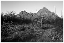 Desert vegetation, Wolcott Peak and Ragged Top at sunrise. Ironwood Forest National Monument, Arizona, USA ( black and white)