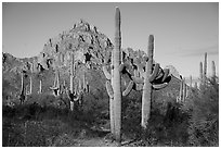 Saguaro cactus and Ragged Top Mountain. Ironwood Forest National Monument, Arizona, USA ( black and white)