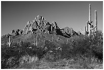 Lush creosote and saguaro plant community and Ragged Top. Ironwood Forest National Monument, Arizona, USA ( black and white)