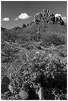 Cactus and brittleblush in bloom at the base of Ragged Top. Ironwood Forest National Monument, Arizona, USA ( black and white)