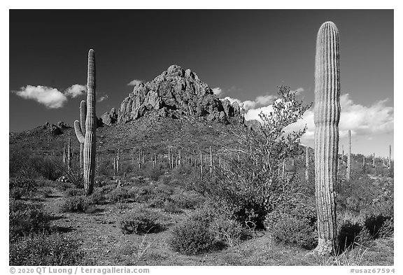 Ragged Top framed by Saguaro cactus. Ironwood Forest National Monument, Arizona, USA (black and white)