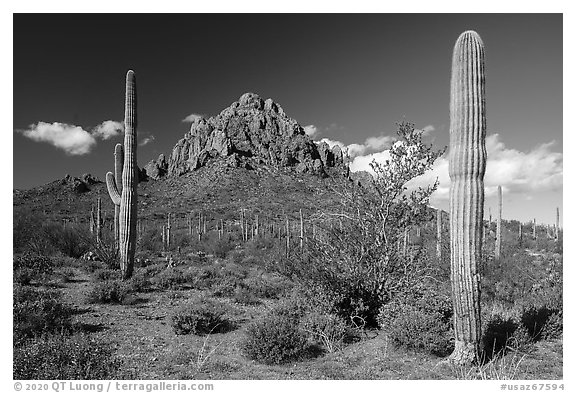 Ragged Top framed by Saguaro cactus. Ironwood Forest National Monument, Arizona, USA (black and white)