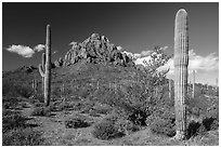 Ragged Top framed by Saguaro cactus. Ironwood Forest National Monument, Arizona, USA ( black and white)