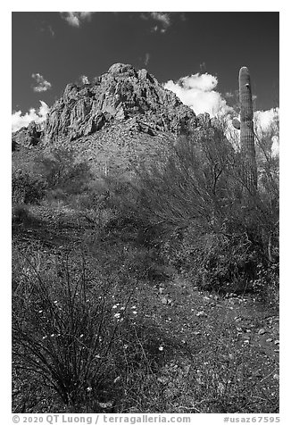 Spring wildflowers carpet the desert below Ragged Top. Ironwood Forest National Monument, Arizona, USA (black and white)
