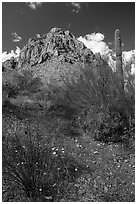 Spring wildflowers carpet the desert below Ragged Top. Ironwood Forest National Monument, Arizona, USA ( black and white)