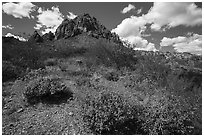 Carpet of brittlebush in bloom below Ragged Top. Ironwood Forest National Monument, Arizona, USA ( black and white)