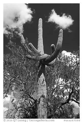 Saguaro cactus with folded arms. Ironwood Forest National Monument, Arizona, USA (black and white)