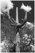 Saguaro cactus with folded arms. Ironwood Forest National Monument, Arizona, USA ( black and white)