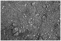 Close up of arid floor with tiny wildflowers. Ironwood Forest National Monument, Arizona, USA ( black and white)