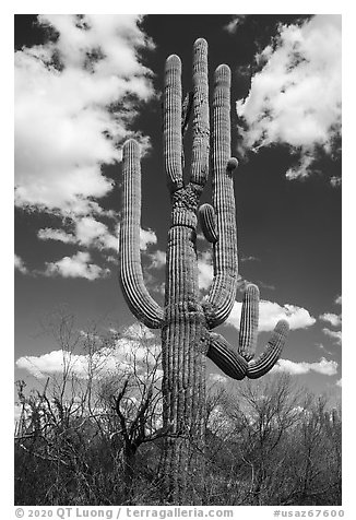 Saguaro cactus. Ironwood Forest National Monument, Arizona, USA
