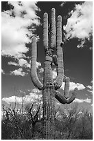Saguaro cactus. Ironwood Forest National Monument, Arizona, USA ( black and white)