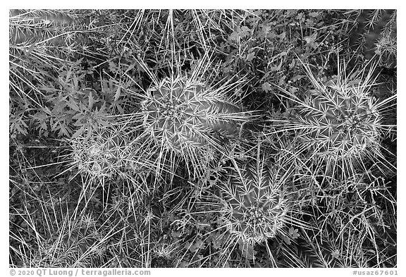 Close up of cactus. Ironwood Forest National Monument, Arizona, USA (black and white)