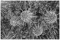 Close up of cactus. Ironwood Forest National Monument, Arizona, USA ( black and white)