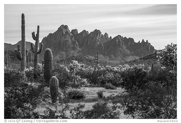 Cactus and with rocky wall of Ragged Top. Ironwood Forest National Monument, Arizona, USA