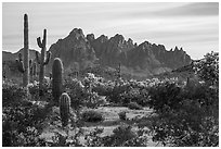 Cactus and with rocky wall of Ragged Top. Ironwood Forest National Monument, Arizona, USA ( black and white)