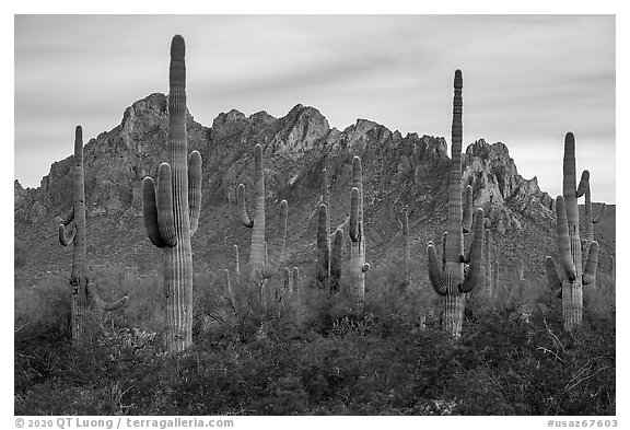 Saguaro cactus and craggy knobs of Ragged Top at sunset. Ironwood Forest National Monument, Arizona, USA