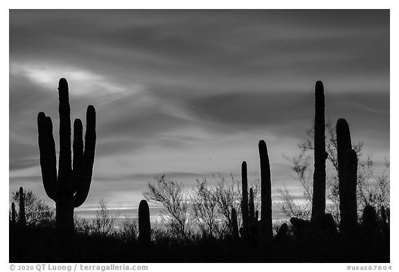Sonoran desert plans against western sky at sunset. Ironwood Forest National Monument, Arizona, USA (black and white)