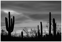 Sonoran desert plans against western sky at sunset. Ironwood Forest National Monument, Arizona, USA ( black and white)