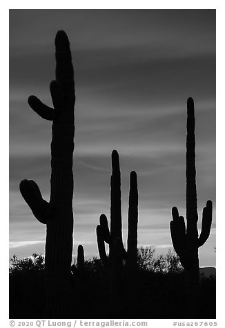 Saguaro cactus in sihouette at sunset. Ironwood Forest National Monument, Arizona, USA (black and white)