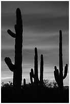 Saguaro cactus in sihouette at sunset. Ironwood Forest National Monument, Arizona, USA ( black and white)