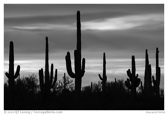 Saguaro cactus and sunset sky. Ironwood Forest National Monument, Arizona, USA
