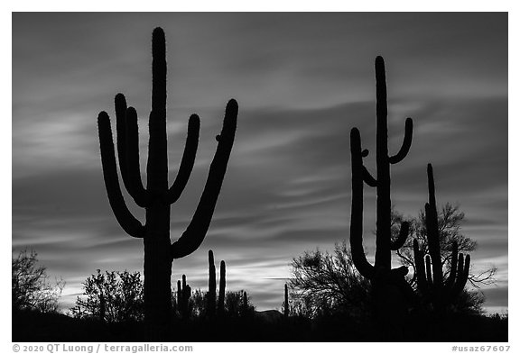Saguaro cactus sihouettes at sunset. Ironwood Forest National Monument, Arizona, USA (black and white)