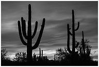 Saguaro cactus sihouettes at sunset. Ironwood Forest National Monument, Arizona, USA ( black and white)