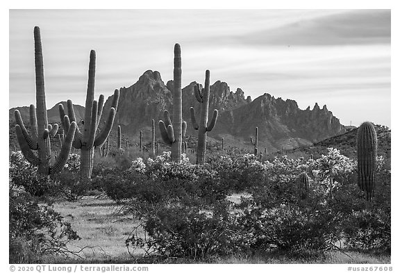 Saguaro and cholla cacti and with rocky wall of Ragged Top. Ironwood Forest National Monument, Arizona, USA