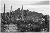 Saguaro and cholla cacti and with rocky wall of Ragged Top. Ironwood Forest National Monument, Arizona, USA ( black and white)