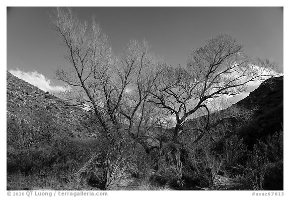 Newly leafed tree, Badger Springs Canyon. Agua Fria National Monument, Arizona, USA (black and white)