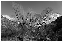 Newly leafed tree, Badger Springs Canyon. Agua Fria National Monument, Arizona, USA ( black and white)